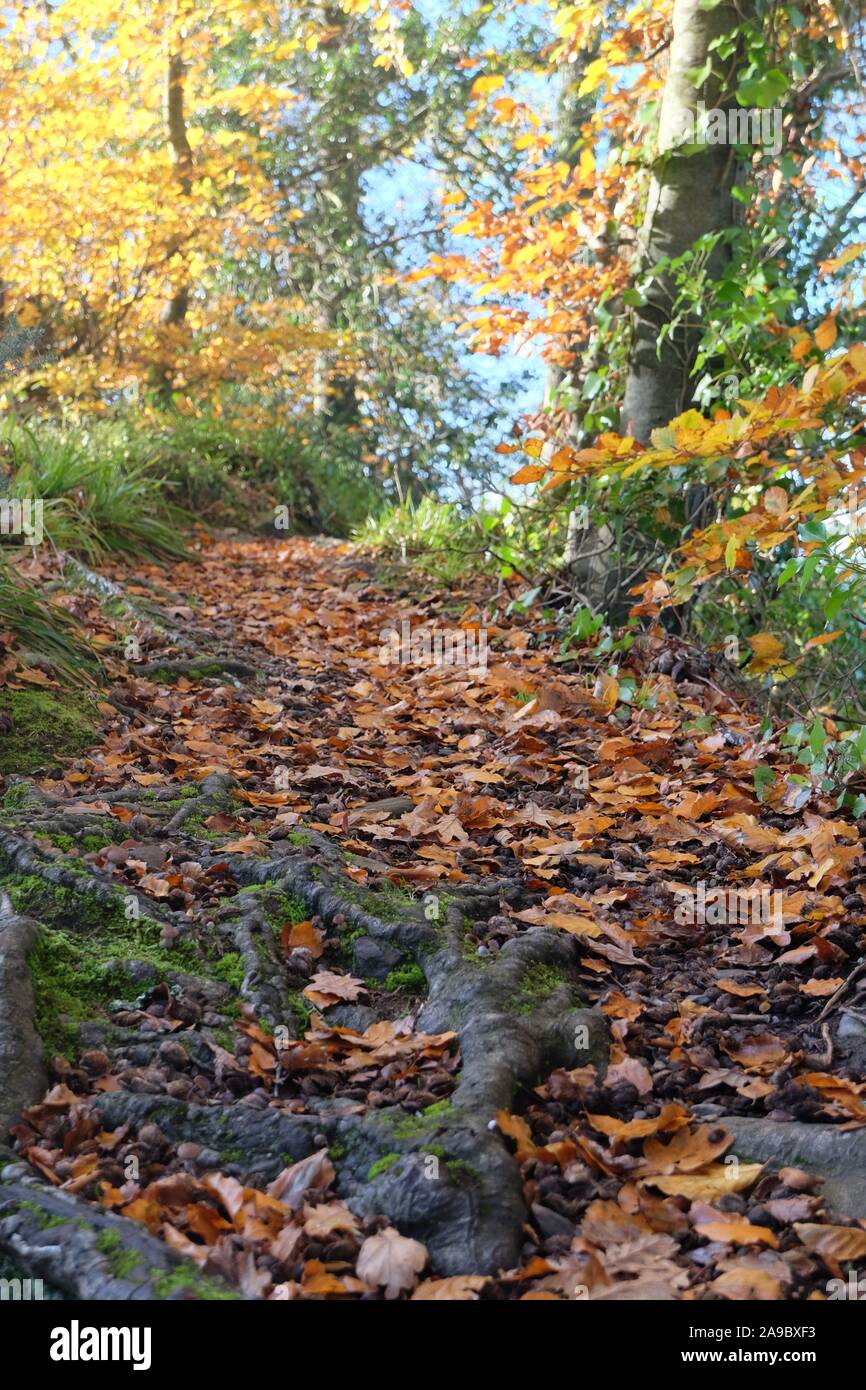 Foglie di autunno sul sentiero del bosco Foto Stock