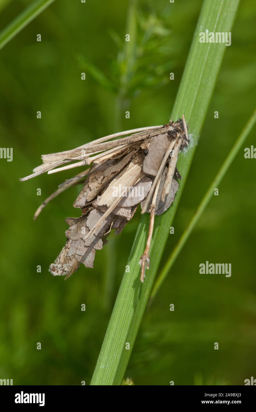 Ockergelber Sackträger, Sackträgermotte, Sackträger-Motte, Bijugis bombycella, sacco der larve, Köcher, Sackträger, Sackspinner, Psychidae, bagworms, b Foto Stock