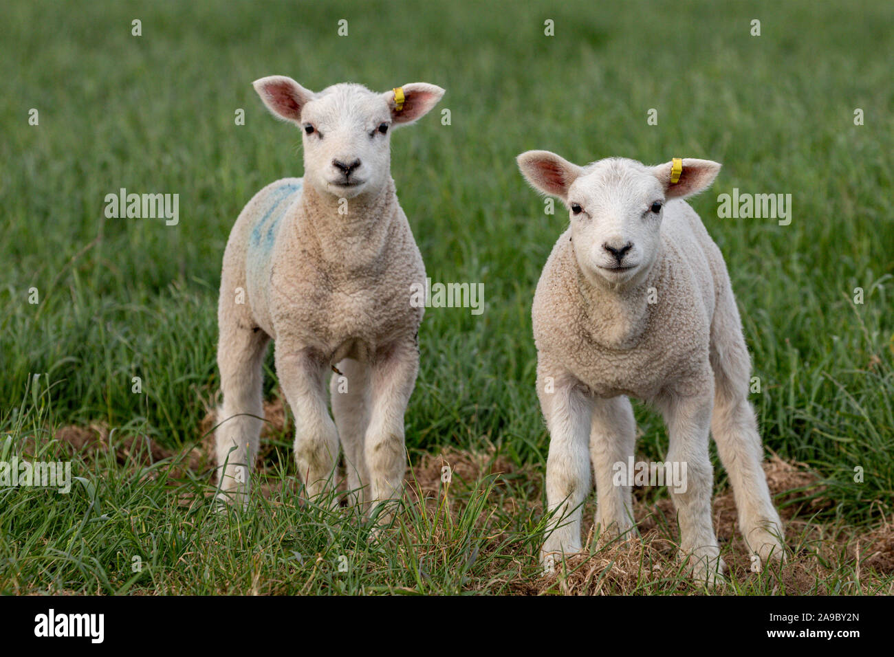 Due graziosi e curioso, agnelli in un campo in primavera, Norfolk, Inghilterra, Regno Unito. Foto Stock