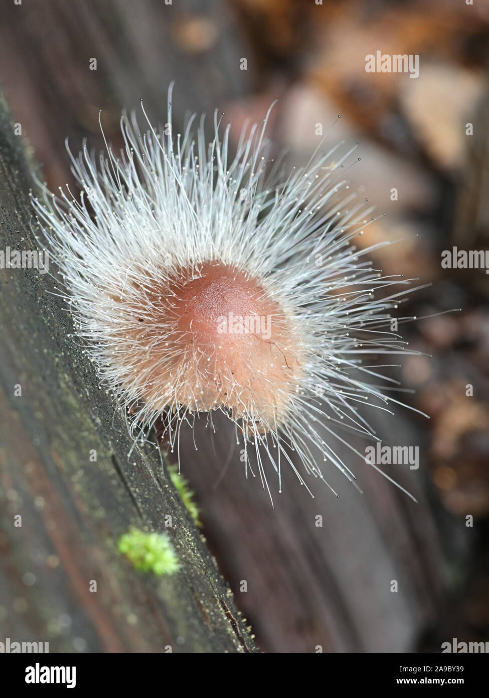 Spinellus fusiger, noto come il cofano stampo, crescendo su Mycena haematopus, noto come il sanguinamento casco fairy Foto Stock