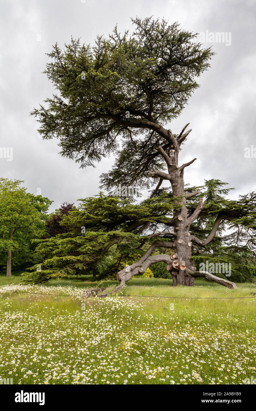 Il cedro del Libano tree Cedrus libani nei giardini del Parco Goodnestone, Goodnestone, Dover, Kent, Regno Unito Foto Stock