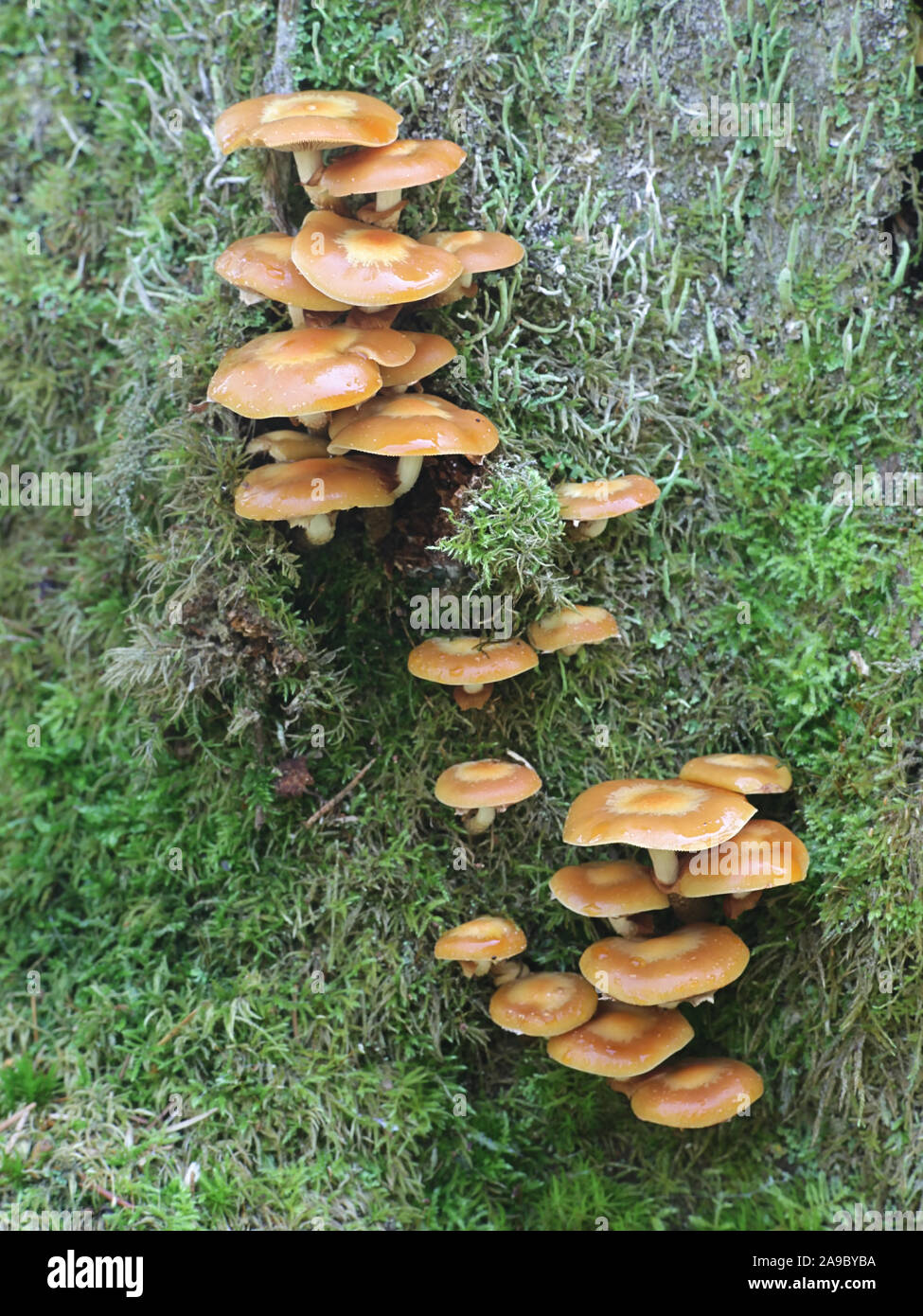 Kuehneromyces mutabilis (sinonimo: Pholiota mutabilis), noto come woodtuft inguainato, selvatici funghi commestibili dalla Finlandia Foto Stock