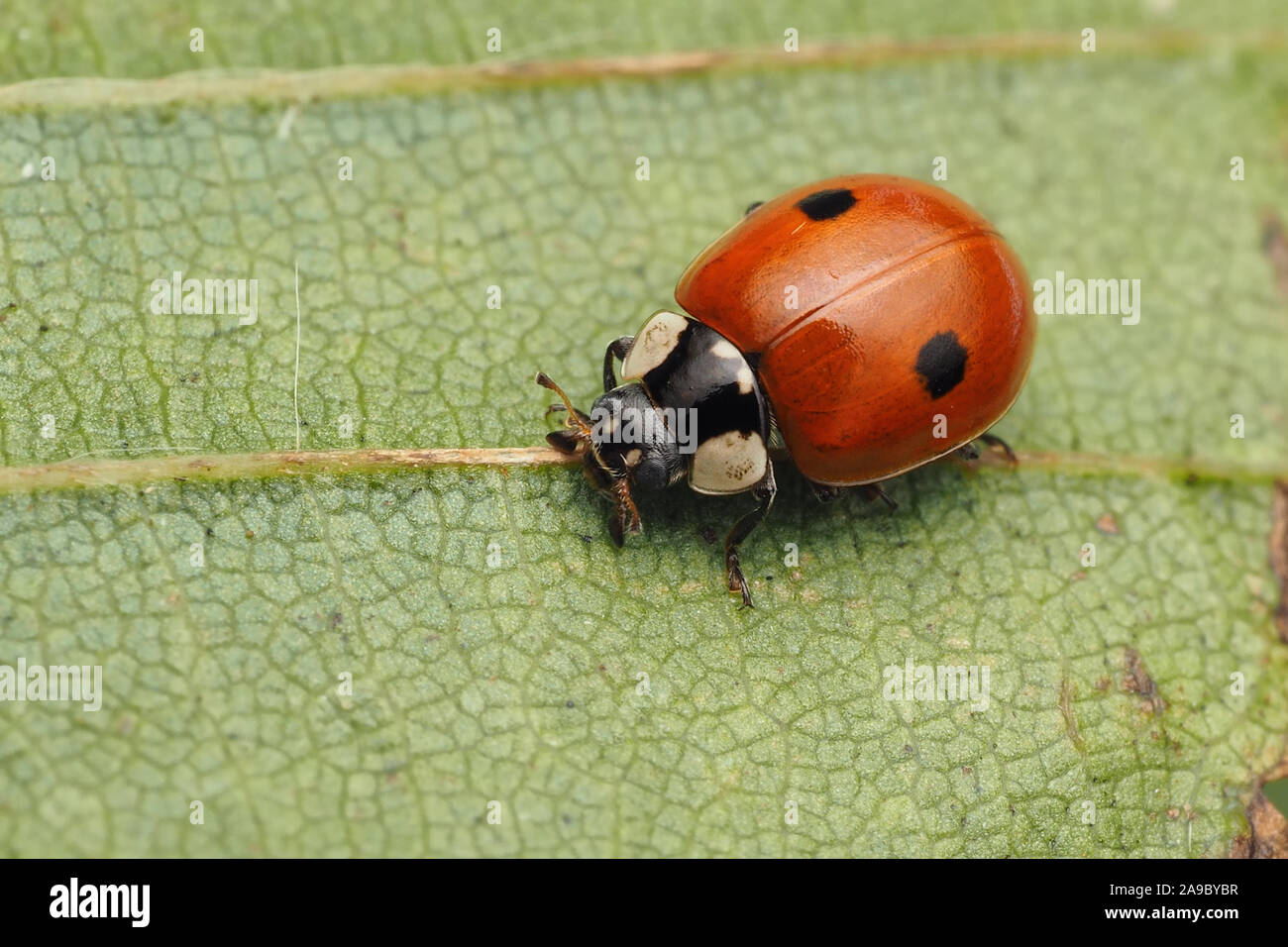 2-spot Ladybird (Adalia bipunctata) a riposo sul lato inferiore della balestra. Tipperary, Irlanda Foto Stock