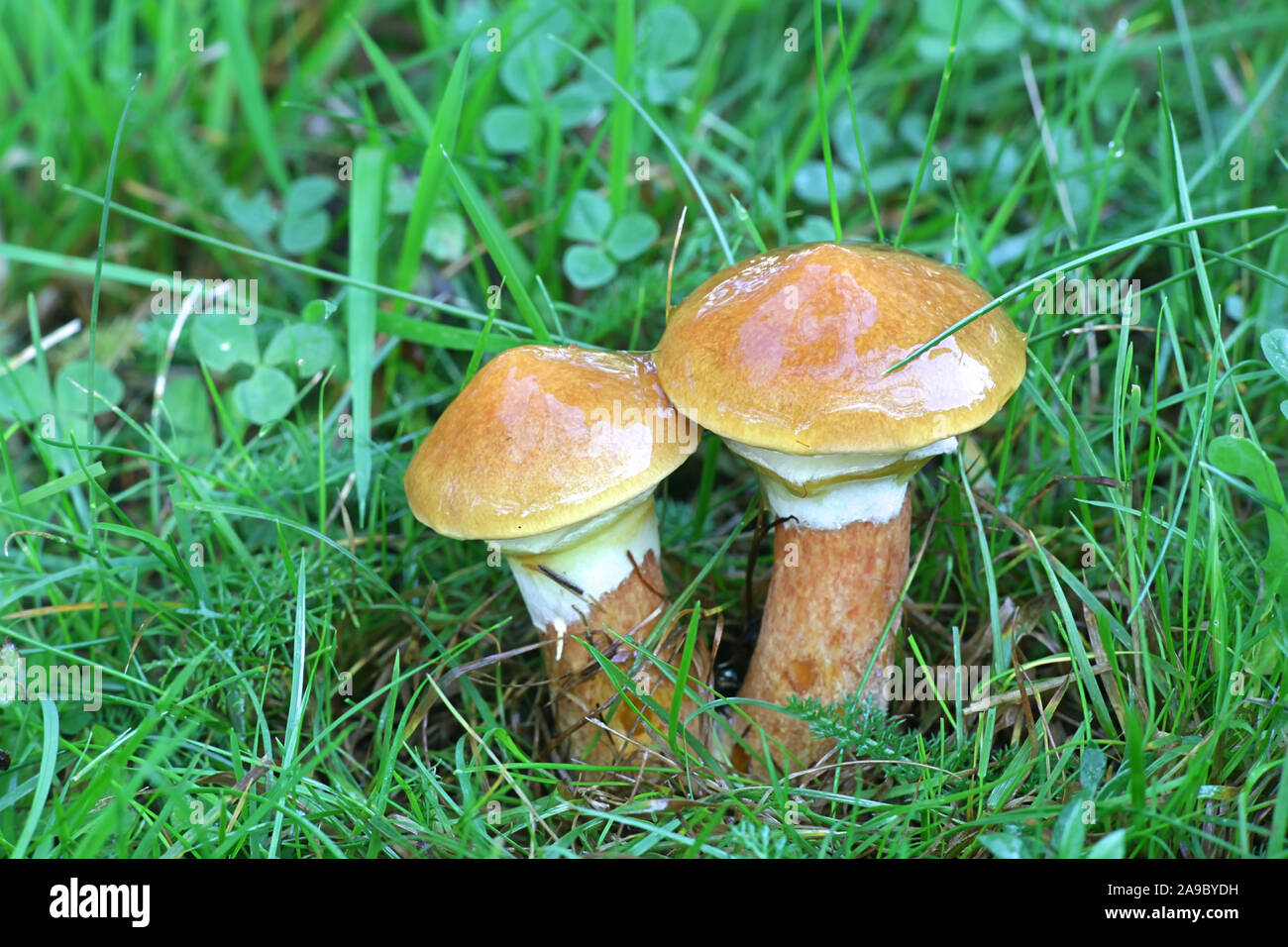 Suillus grevillei, noto come Greville's bolete o bolete larice, selvatici funghi commestibili dalla Finlandia Foto Stock