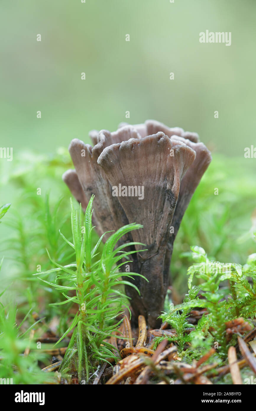 Thelephora palmata, noto come earthfan puzzolente o la fetida falso corallo di funghi selvatici dalla Finlandia Foto Stock