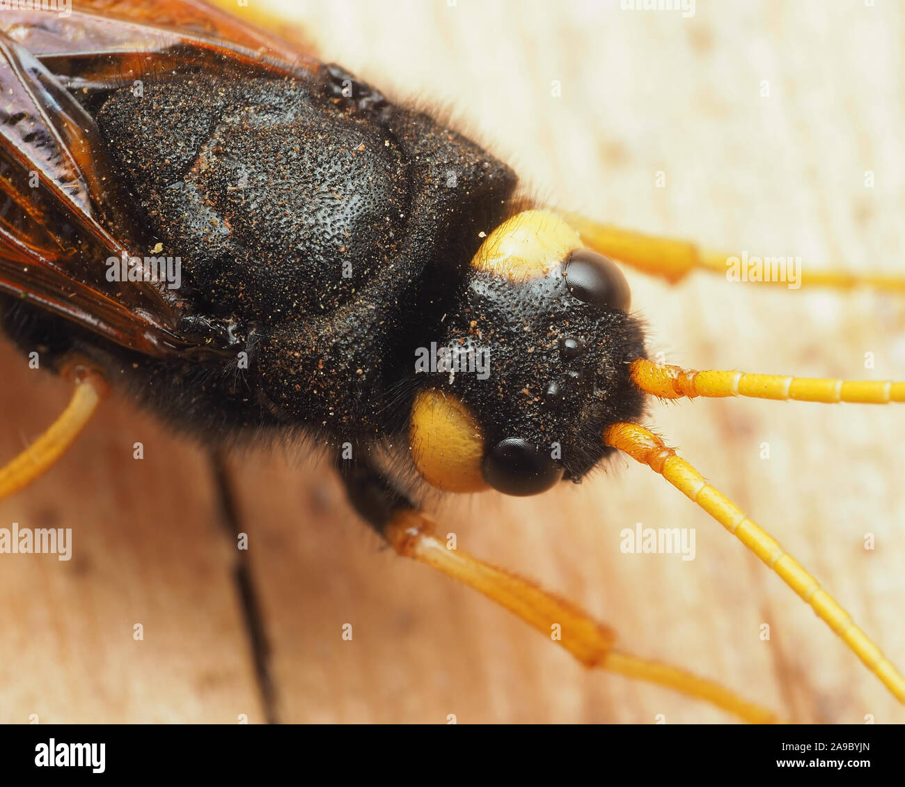 Close up vista dorsale della testa e del torace di una femmina di Urocerus gigas sawfly. Tipperary, Irlanda Foto Stock