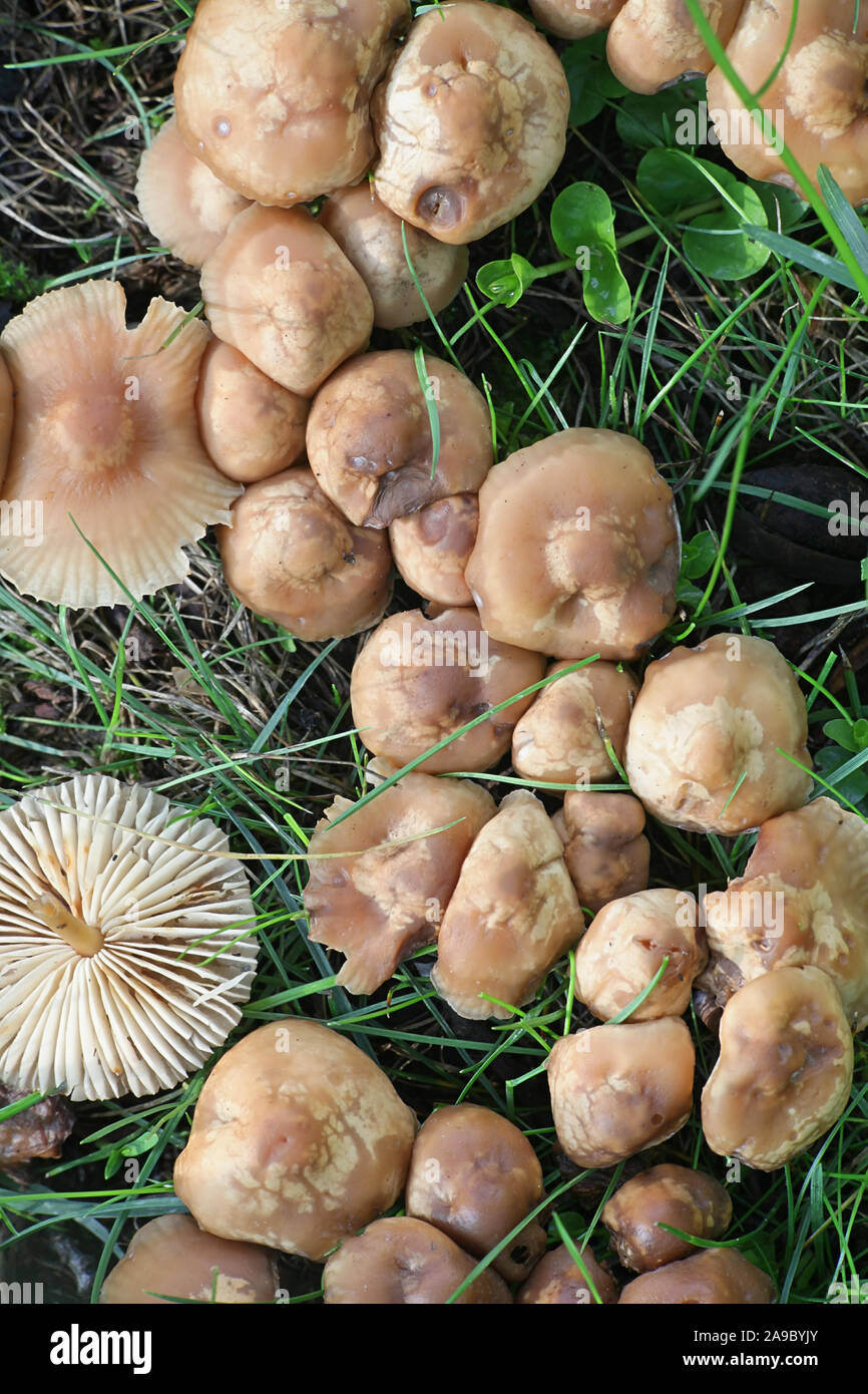 Marasmius oreades, noto come Scotch Bonnet, fata fungo ad anello o anello di fata champignon, selvatici funghi commestibili dalla Finlandia Foto Stock