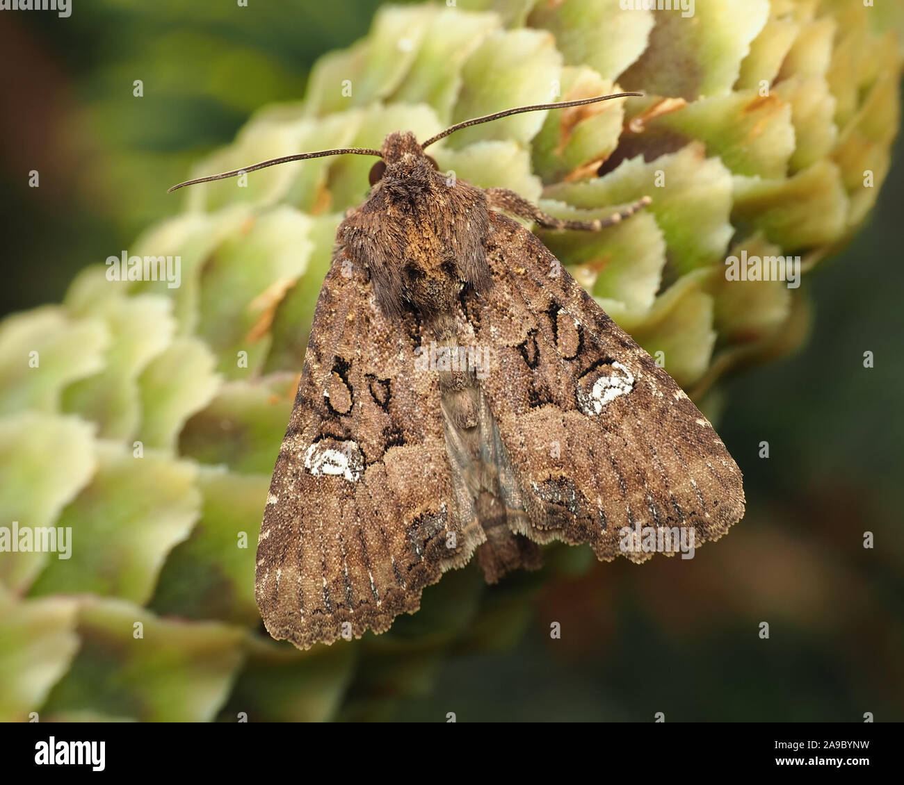 Rustico comune agg moth appollaiato sul cono di pino. Tipperary, Irlanda Foto Stock