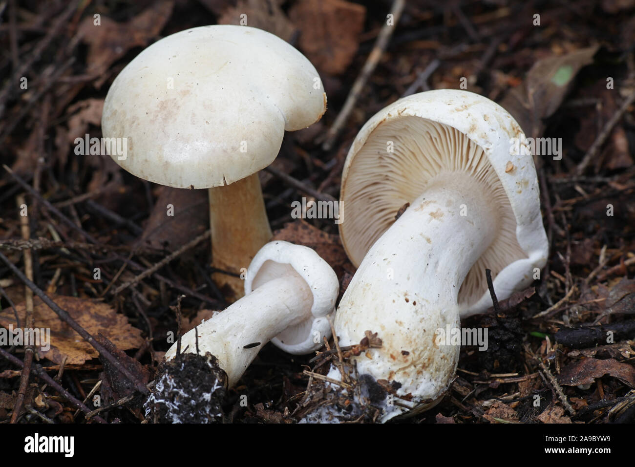 Tricholoma stiparophyllum, noto come il cavaliere bianco o cavaliere chimica di funghi selvatici dalla Finlandia Foto Stock