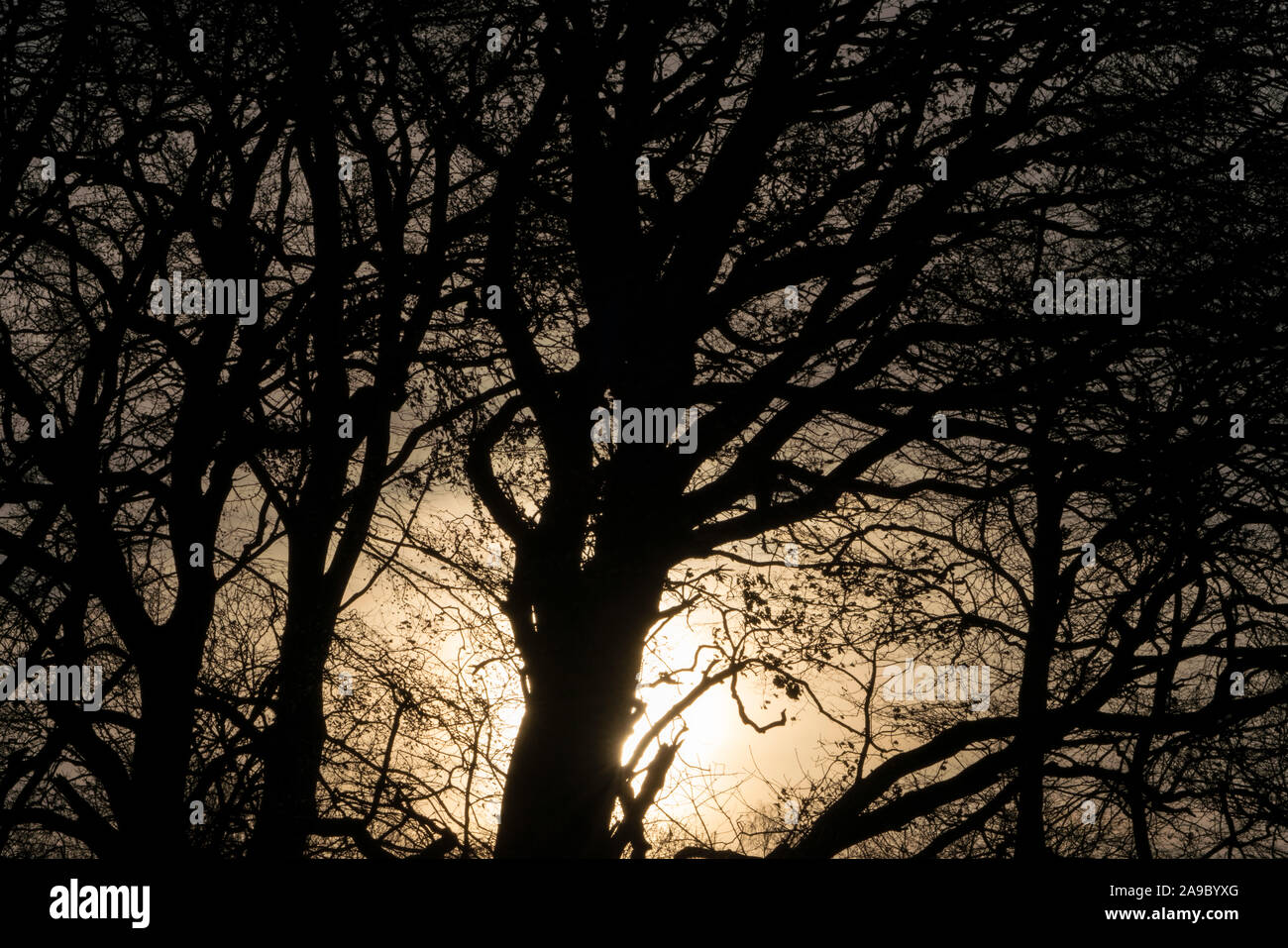Luce di sole, faggio (Fagus), Oberweser; Germania; Tedesco; l'Europa Foto Stock