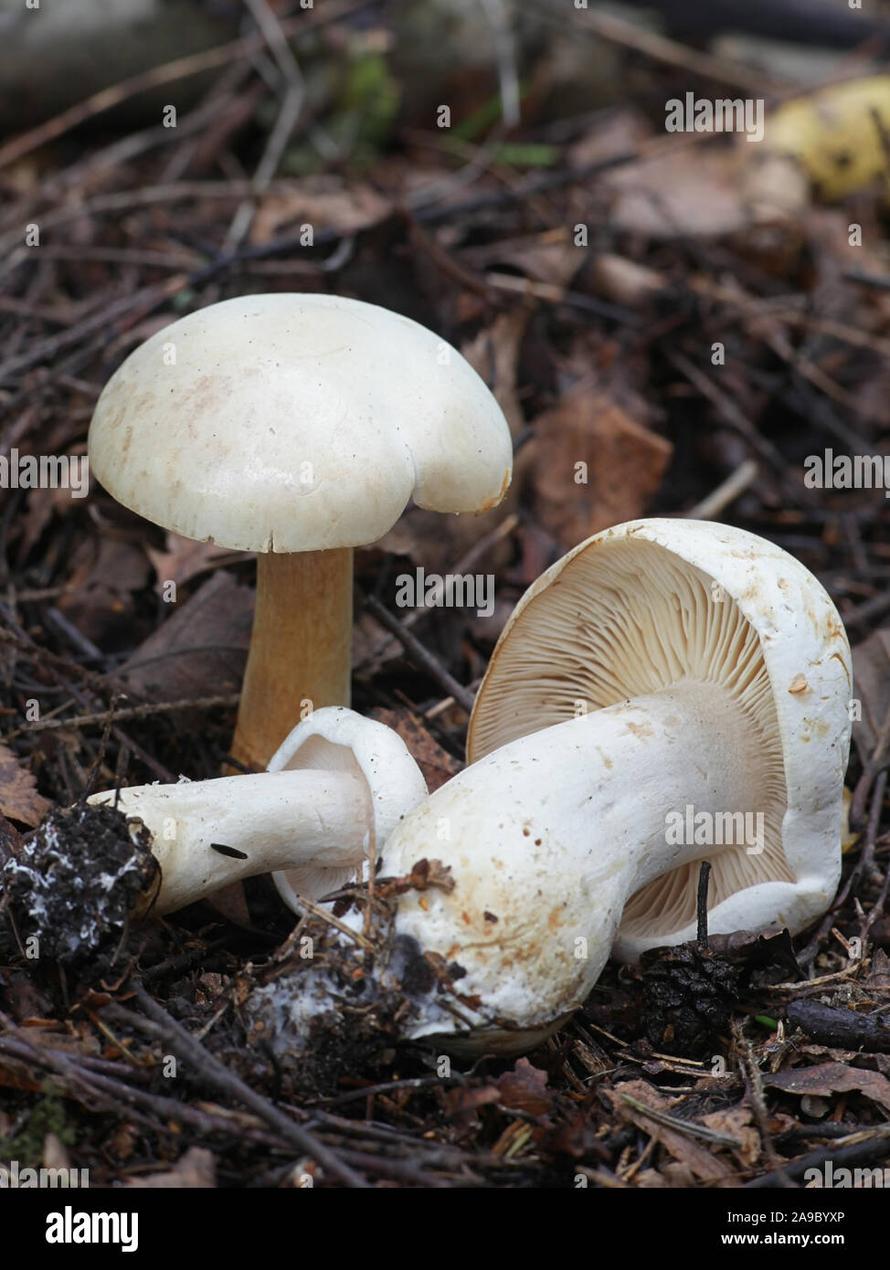Tricholoma stiparophyllum, noto come il cavaliere bianco o cavaliere chimica, funghi selvatici dalla Finlandia Foto Stock