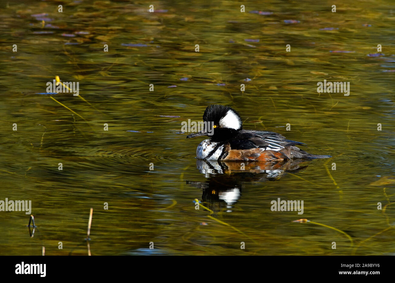 Un giovane hooded merganser (Mergus cucullatus), anatra nuotare in un stagno riflettente di acqua calma al tramonto nelle zone rurali di Alberta in Canada. Foto Stock