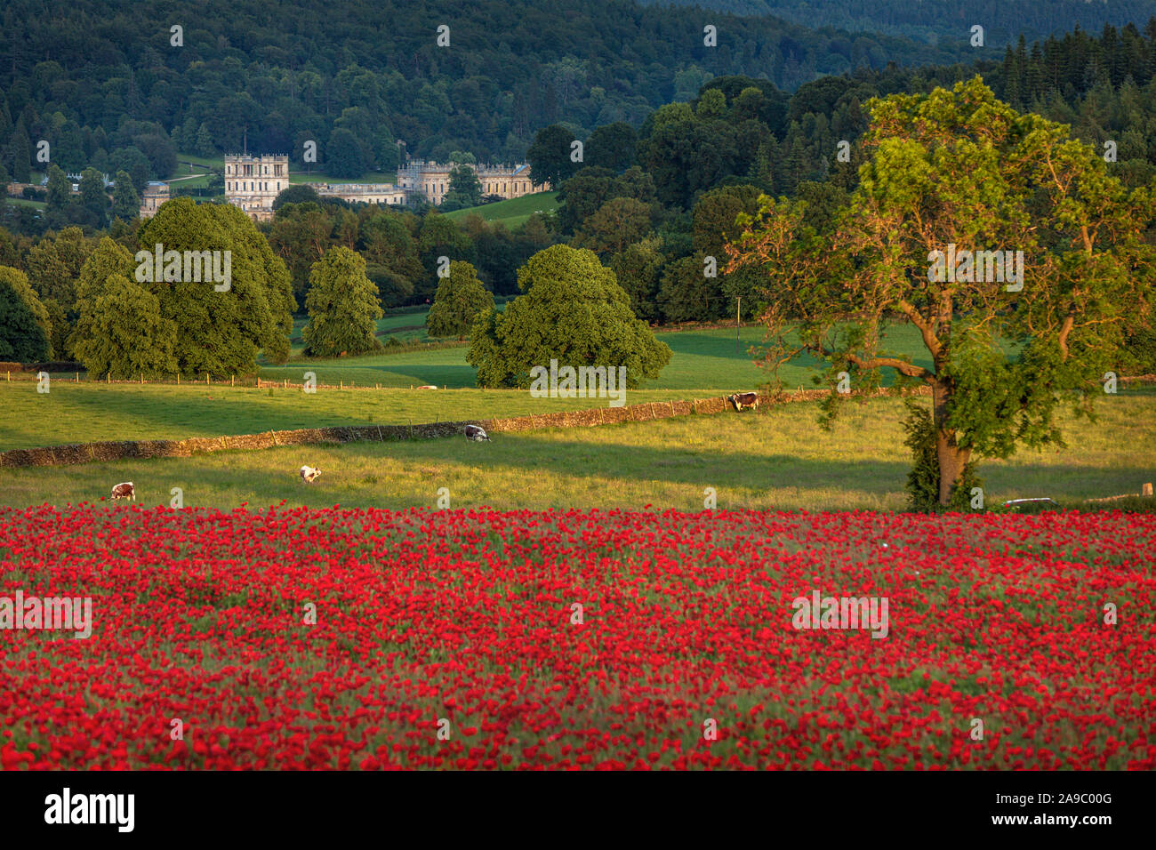 Bel rosso papavero impostato nel Derbyshire campagna con Chatsworth House in distanza, Baslow, Derbyshire Peak District, England, Regno Unito Foto Stock