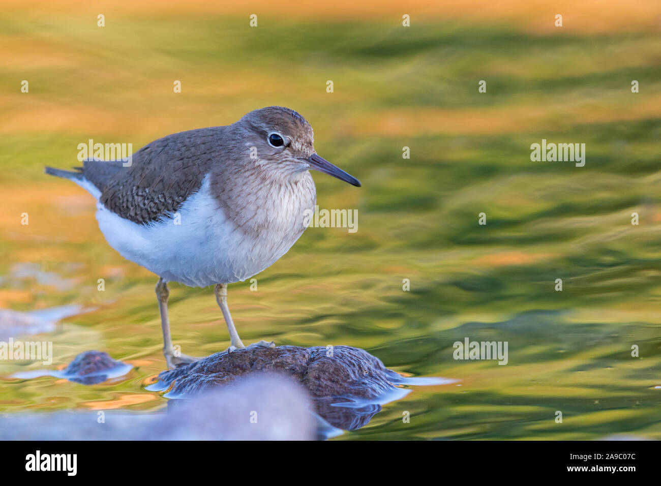 Flussuferläufer, Flußuferläufer, Actitis hypoleucos, Tringa hypoleucos, Foto Stock