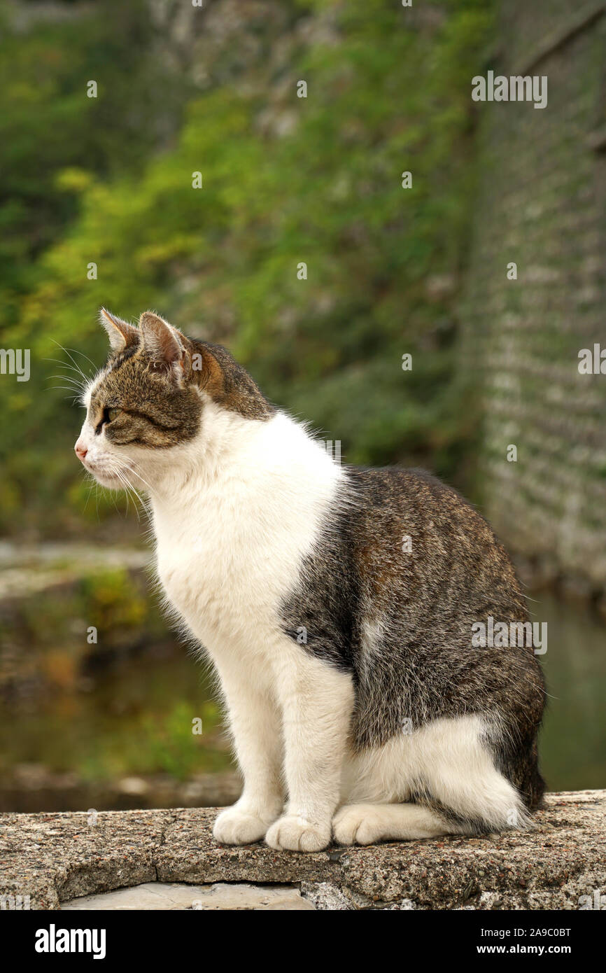 Ritratto di un gatto di profilo seduto su una parete Foto stock - Alamy