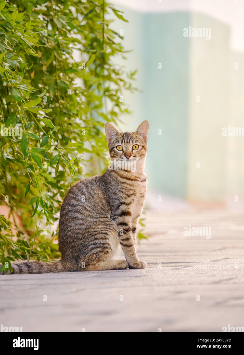 Carino giovane cat, brown tabby, seduto attento su una strada di fronte a cespugli verdi e guardando curiosamente, Rodi, Grecia Foto Stock