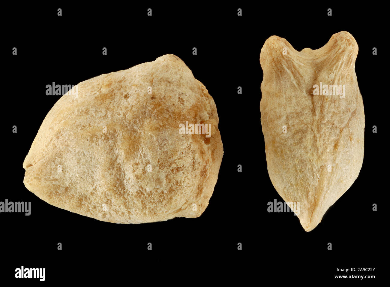 Spinacia oleracea, spinaci, Spinat, frutti, close up Foto Stock