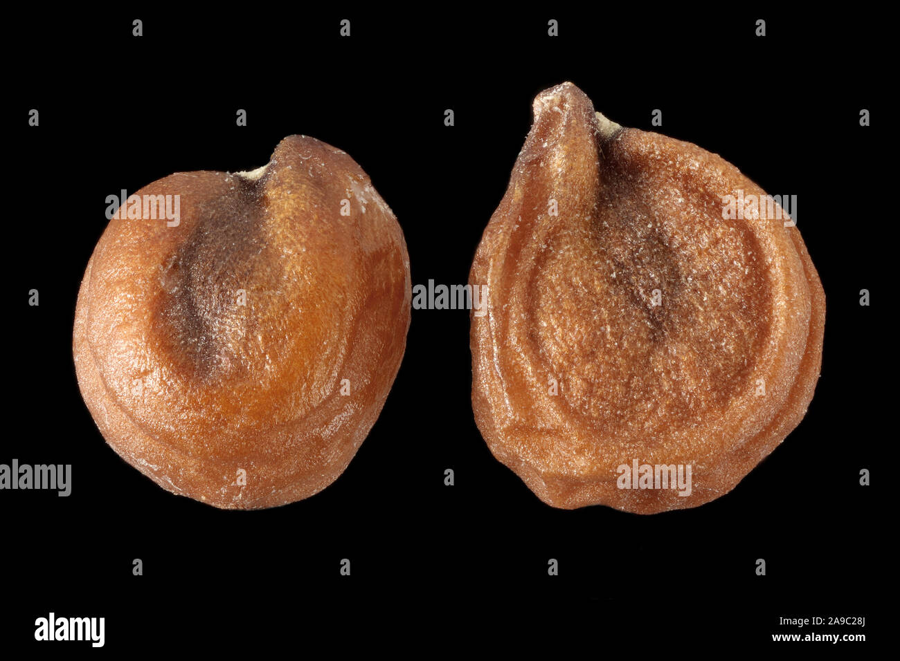 Spinacia oleracea, spinaci, Spinat, semi, close up Foto Stock