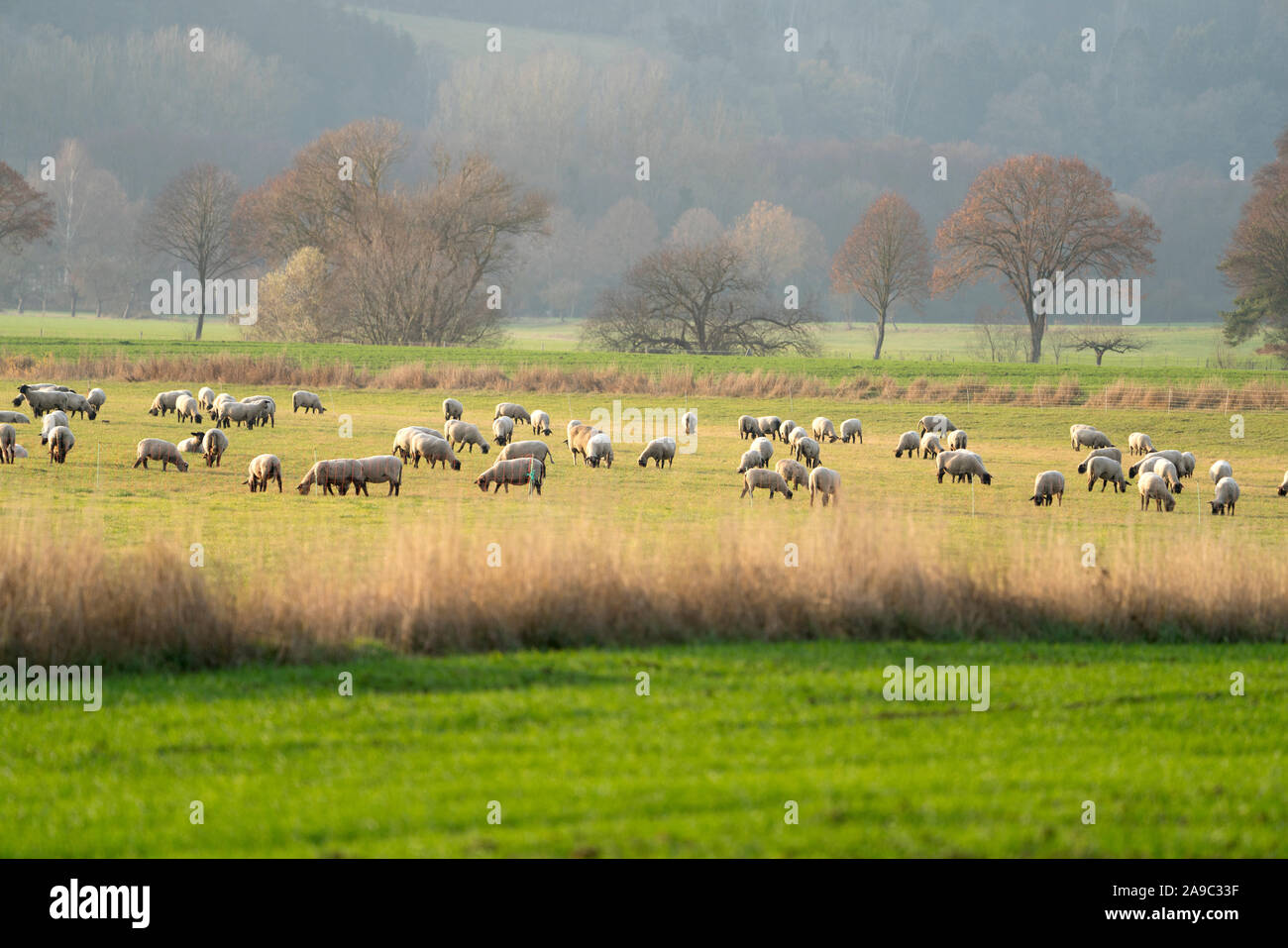 Pecore, paesaggio, Oberweser; Germania; Tedesco; l'Europa Foto Stock