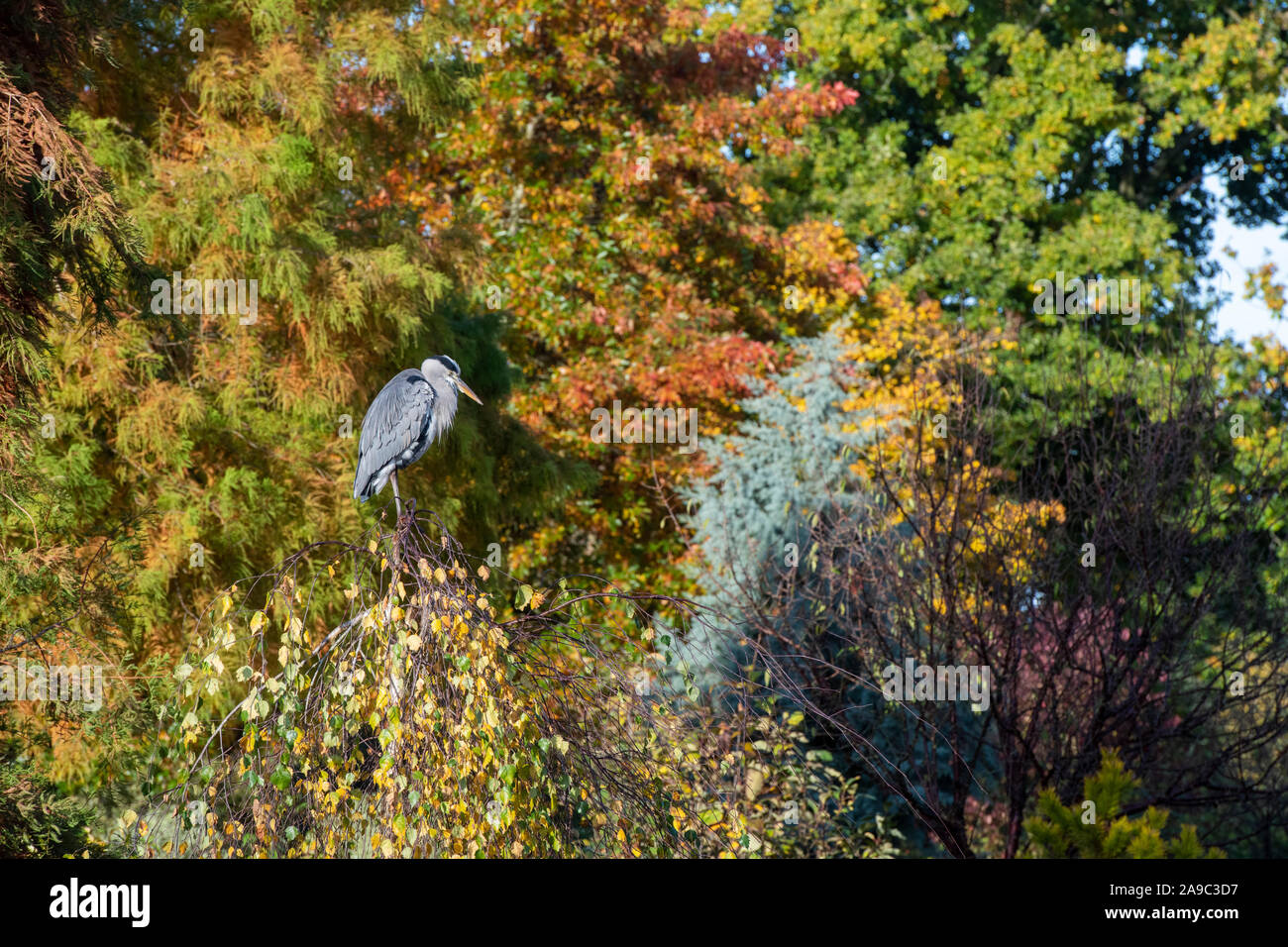 Ardea cinerea. Airone cenerino in piedi su un albero in autunno a RHS Wisley Gardens. Surrey, Inghilterra Foto Stock