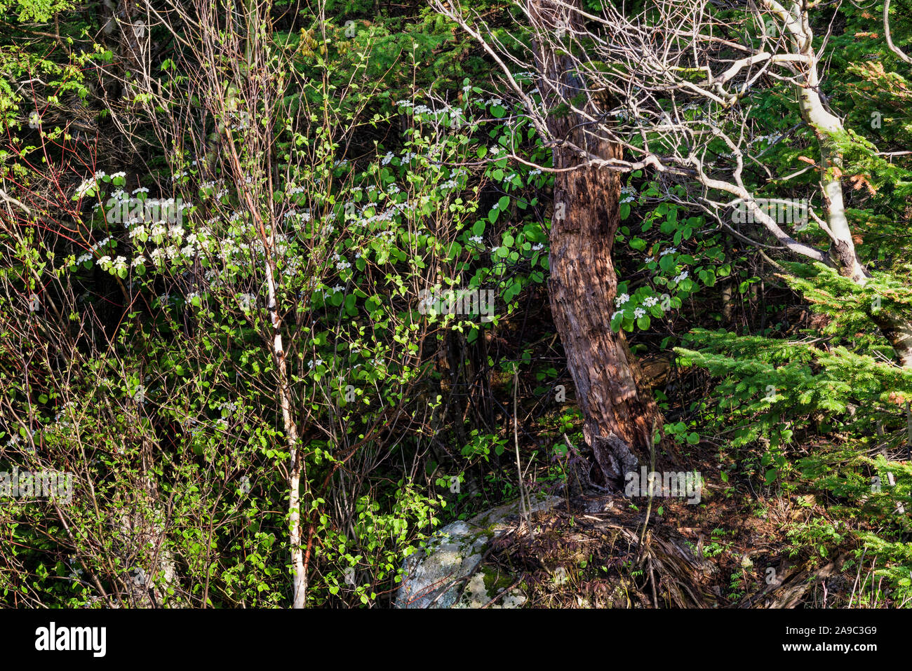 Carico di alberi con foglie e i primi fiori di primavera a bordo della Foresta, Montagne Adirondack, Essex Co. New York Foto Stock