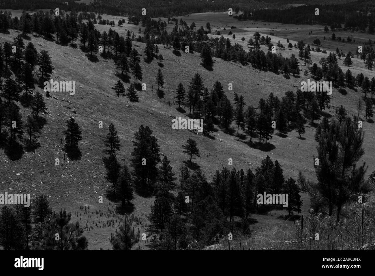 nero e bianco di pini ponderosa su collina Foto Stock