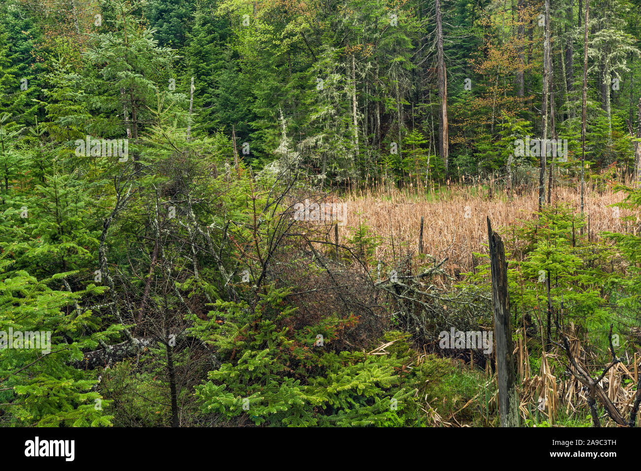 Un Adirondack bog in primavera, Montagne Adirondack, Essex County, New York Foto Stock