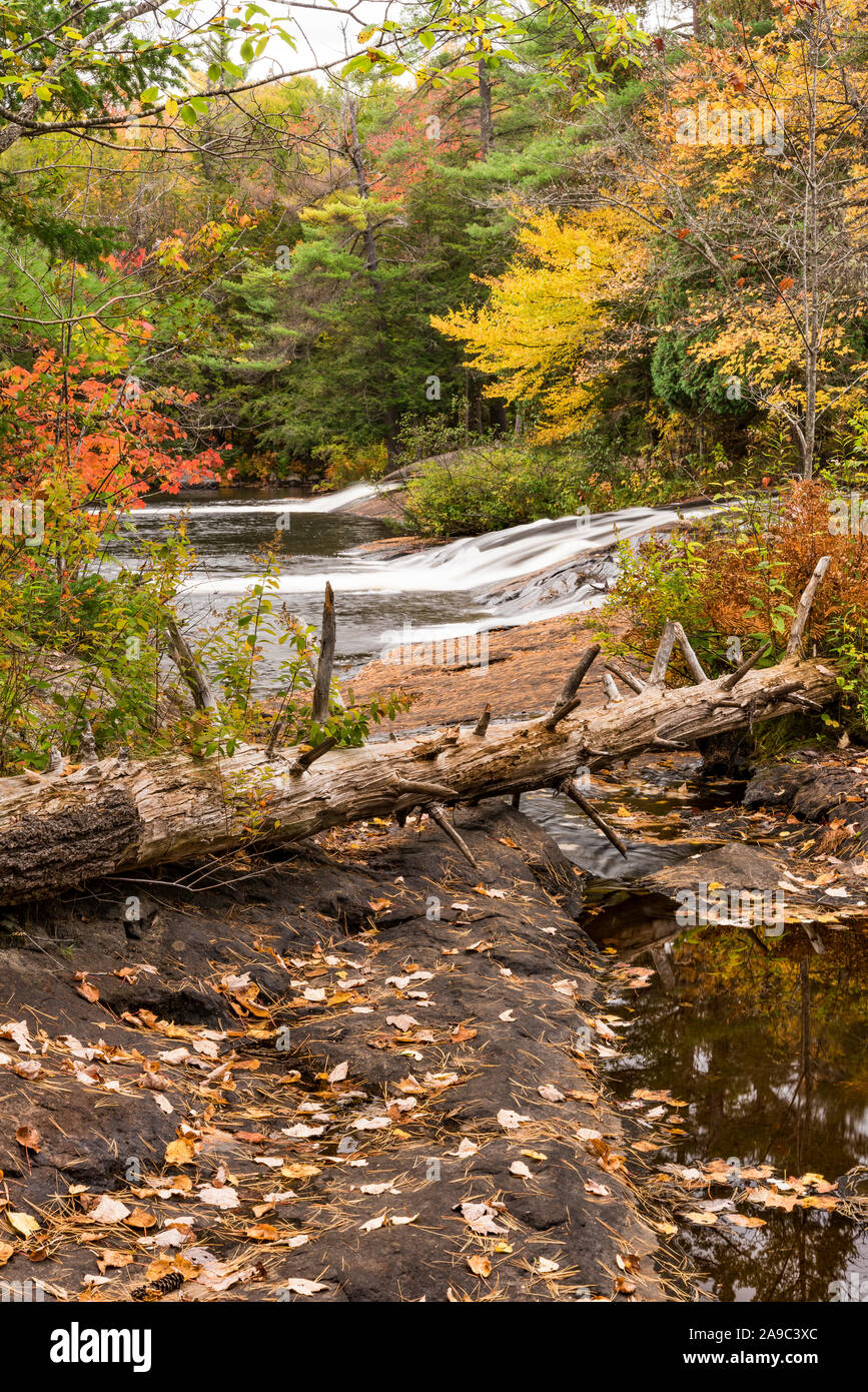 Bog fiume appena al di sopra di Tupper Lago in autunno, Montagne Adirondack, St. Lawrence County, New York Foto Stock