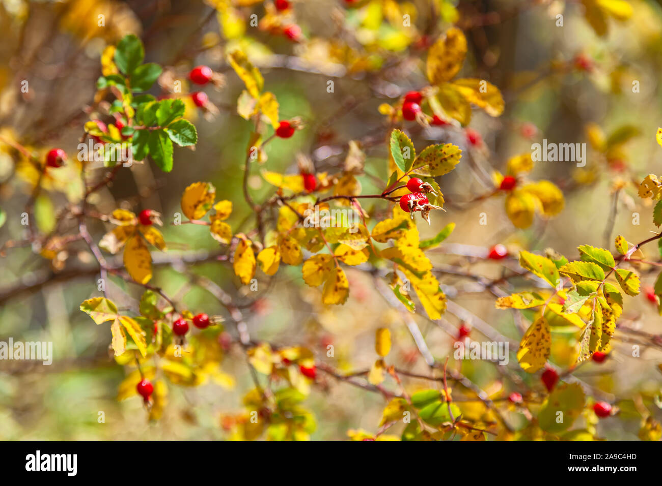 I frutti di bosco rose rosa woodsii nel tardo autunno, Eastern Sierra Nevada, in California, Stati Uniti d'America Foto Stock