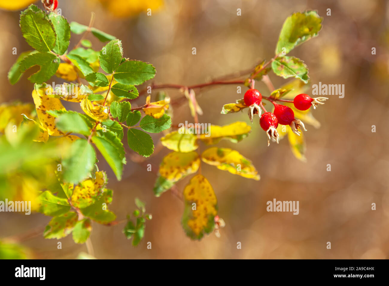 I frutti di bosco rose rosa woodsii nel tardo autunno, Eastern Sierra Nevada, in California, Stati Uniti d'America Foto Stock