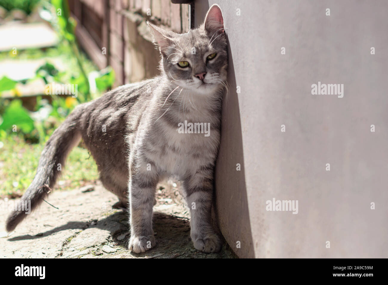 Striato grigio cat sfrega contro la sua faccia contro la porta con un piacere guardare. cat strofinando la sua testa sulla porta il fuoco selettivo Foto Stock