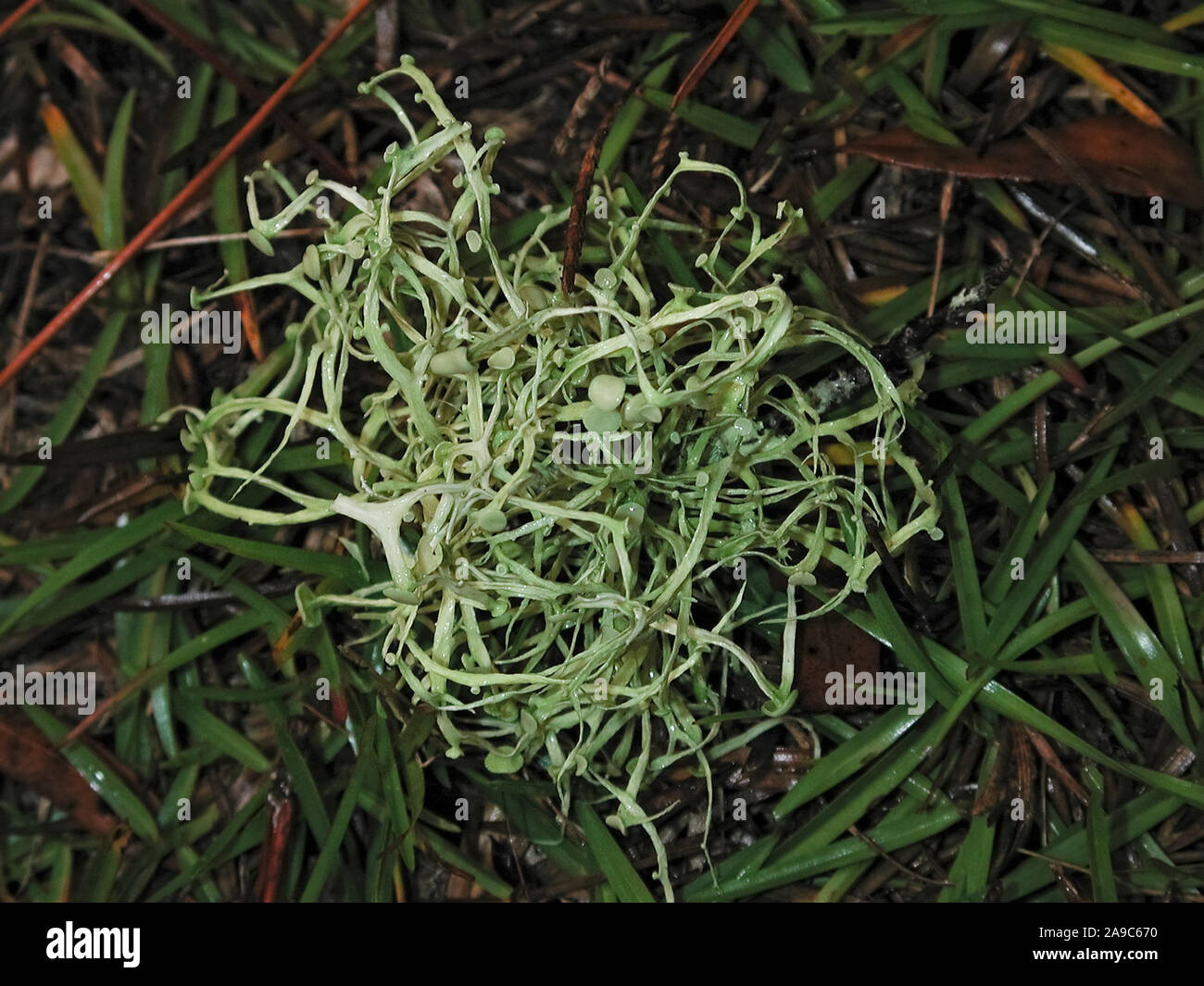 I licheni sono organismi simbiotici contenente le relazioni o colonie di alghe e funghi. Foto Stock