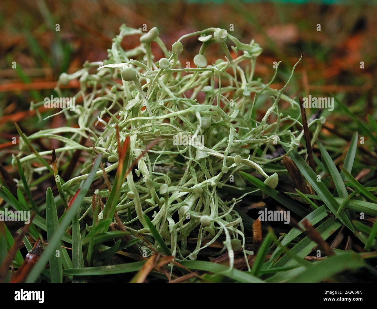 I licheni sono organismi simbiotici contenente le relazioni o colonie di alghe e funghi. Foto Stock