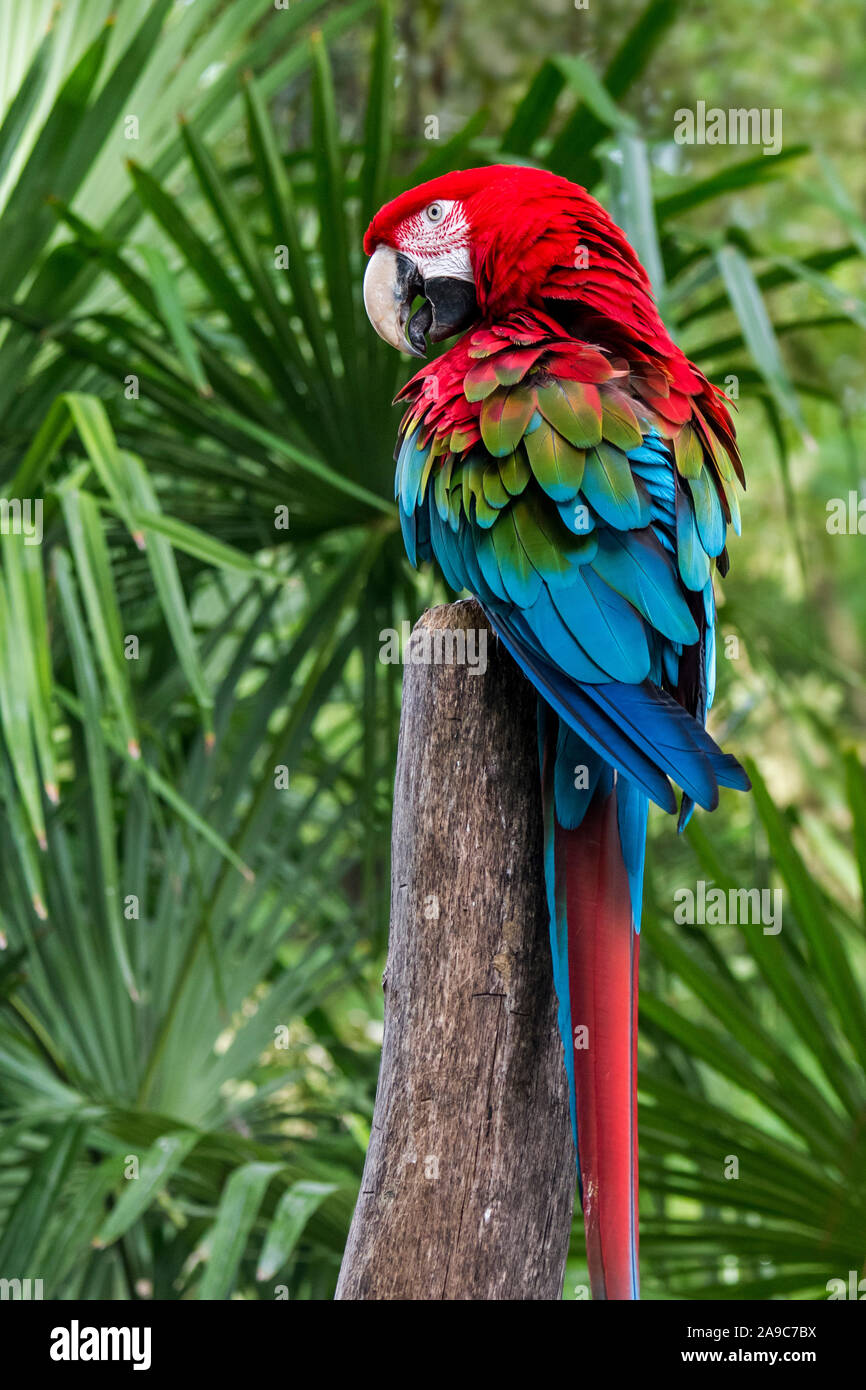 Rosso-verde macaw / verde-winged macaw (Ara chloropterus) arroccato nella struttura ad albero, nativo di città del nord e centro America del Sud Foto Stock