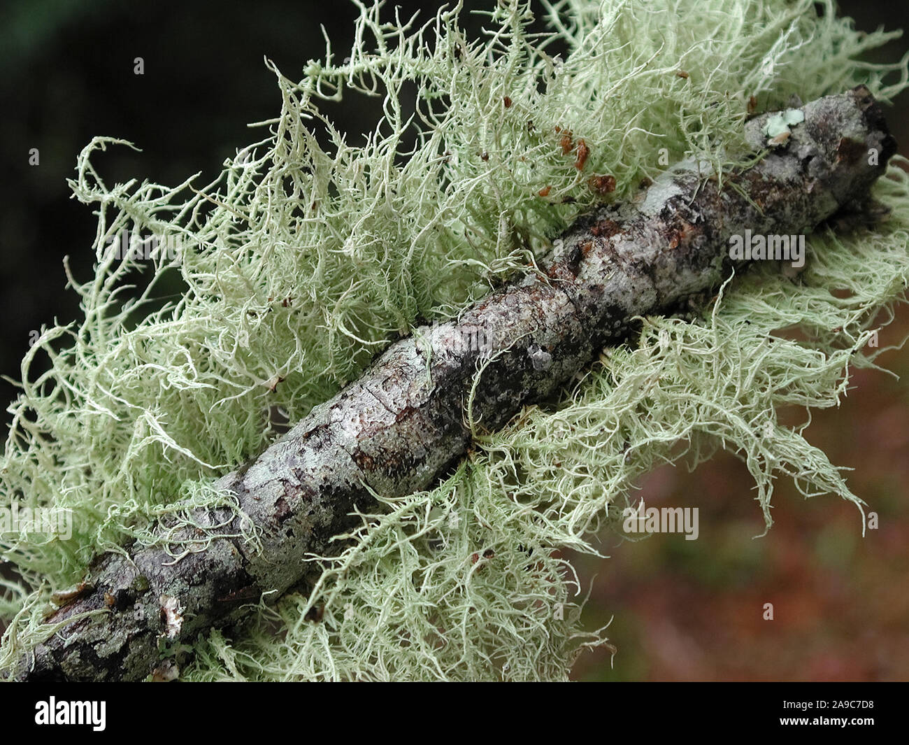 I licheni sono organismi simbiotici contenente le relazioni o colonie di alghe e funghi. Foto Stock