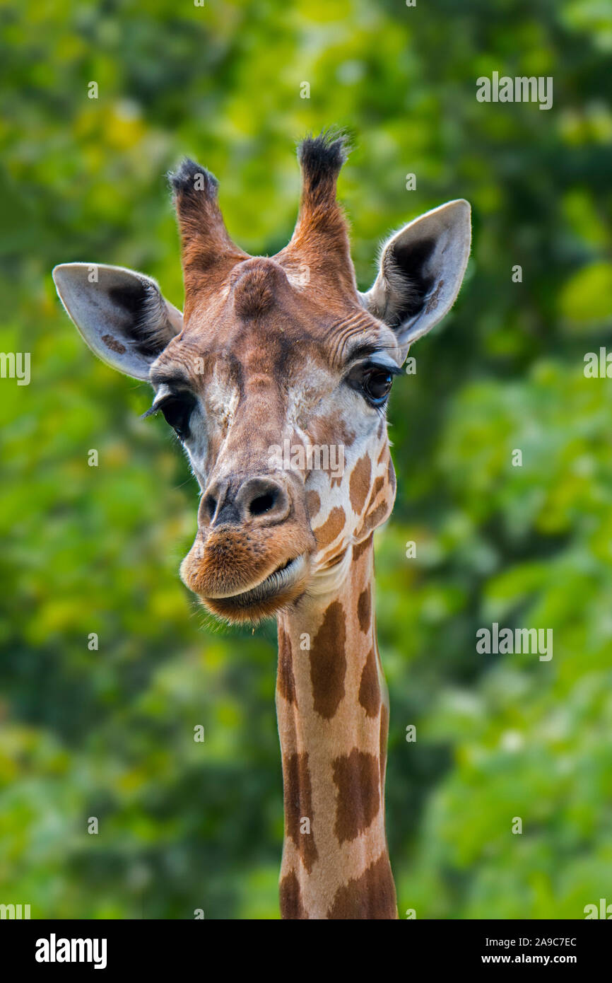 Close-up del maschio giraffa settentrionale / tre-cornuto (giraffa camelopardalis Giraffa) mostra ossicones corno-come protuberanze, originaria del Nord Africa Foto Stock