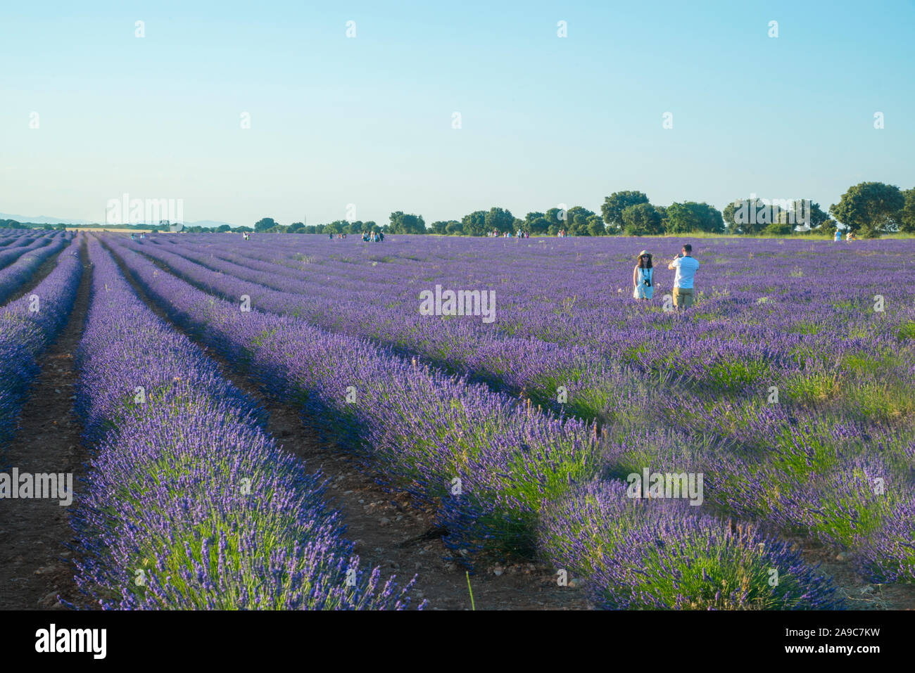 Campo di lavanda. Brihuega, provincia di Guadalajara, Castilla La Mancha, in Spagna. Foto Stock