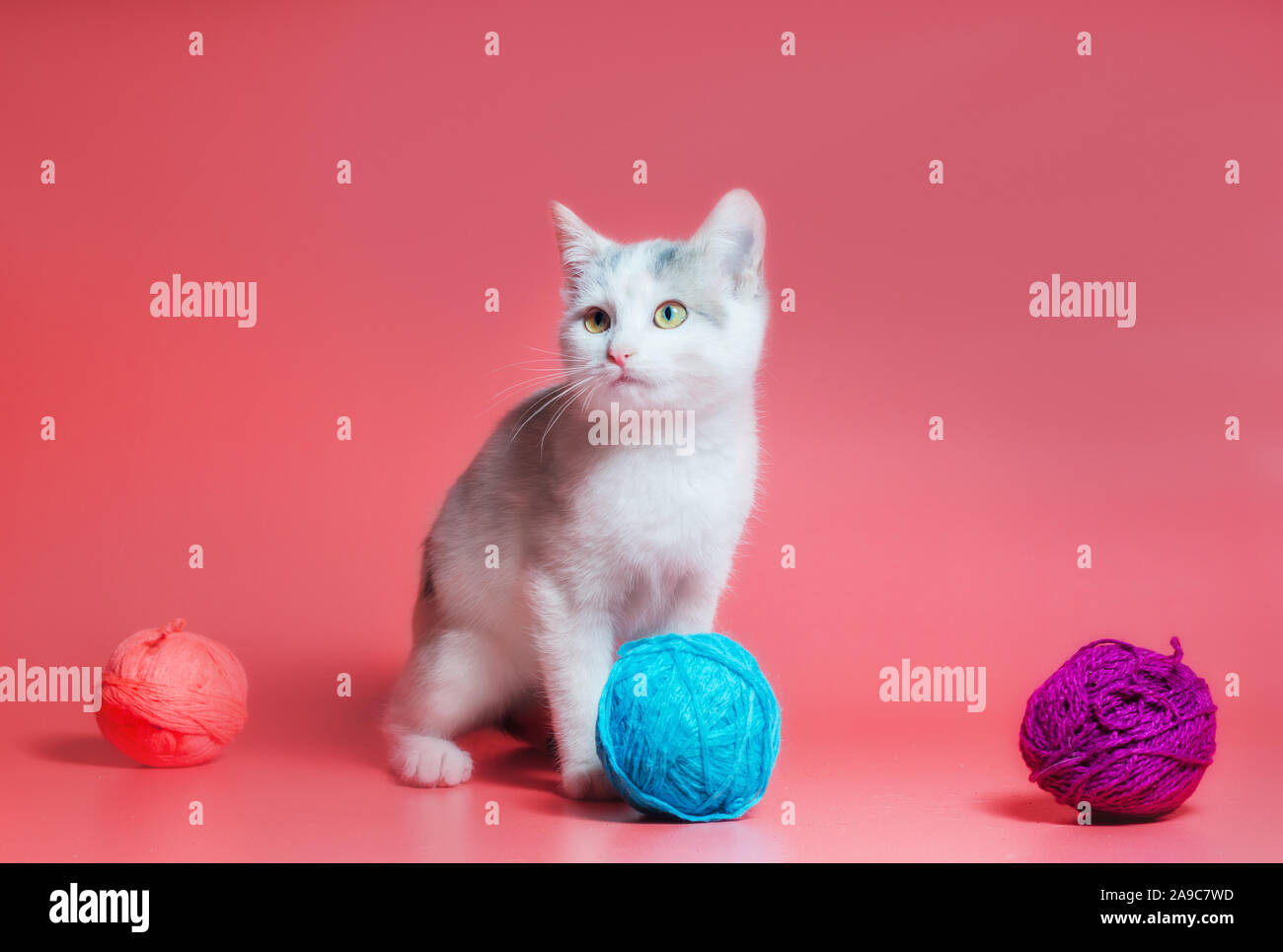 Piccolo gattino con multi-palle colorate di fili di lana su un sfondo rosa Foto Stock