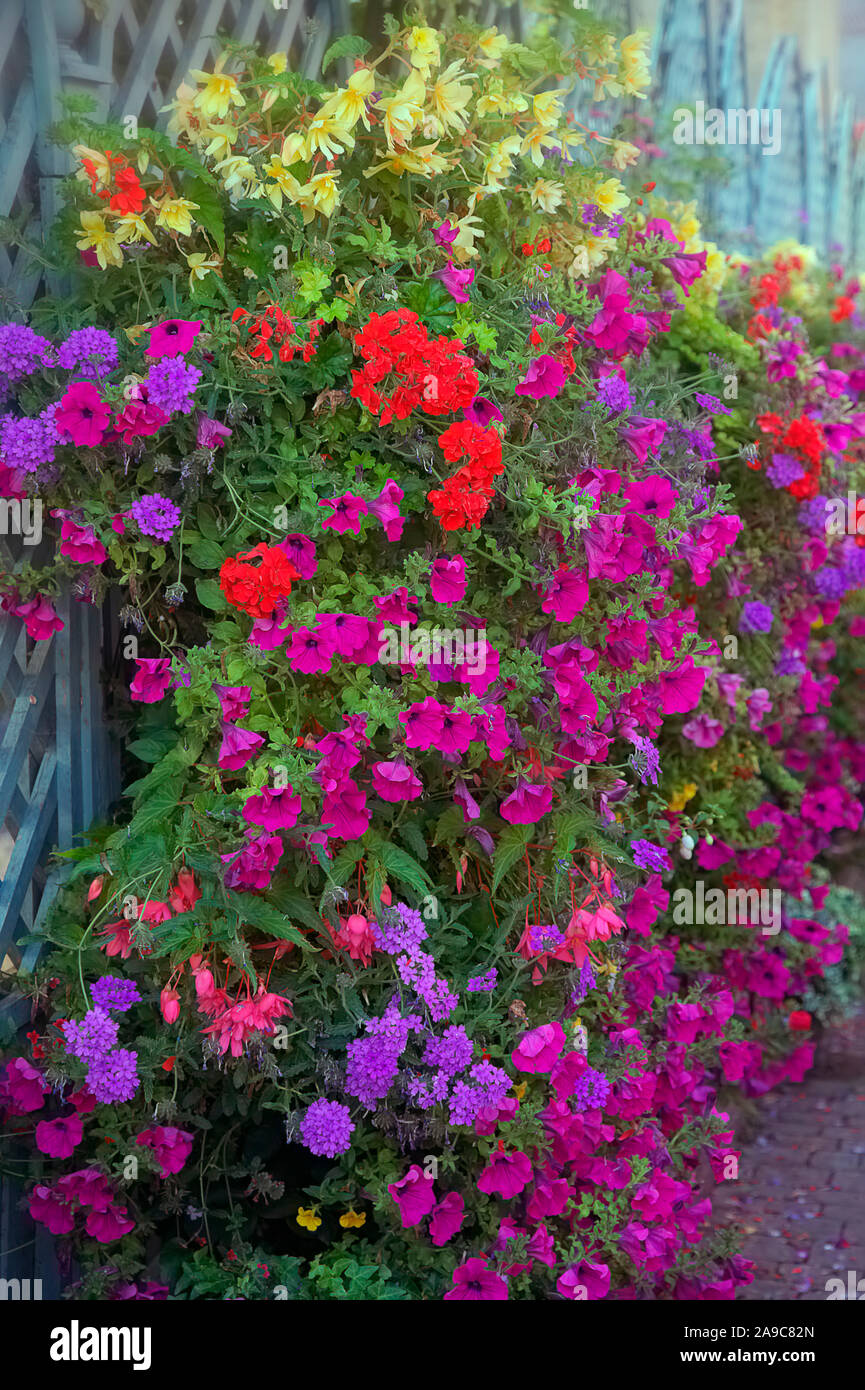 Nei cestini appesi in blu, viola, rosso e giallo per migliorare e trasformare l'aspetto di un cortile urbano - utilizzo di petunia, Pelargonium, Verbena un Foto Stock
