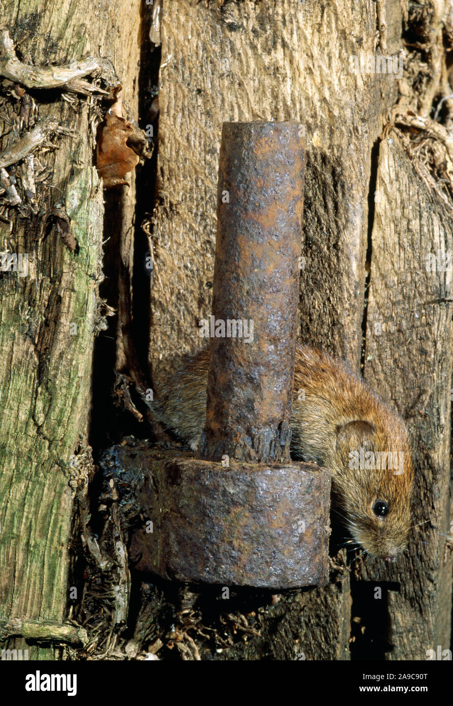 BANK VOLE Clethrionomys glareolus. Scendendo da un campo di legno porta post. Foto Stock