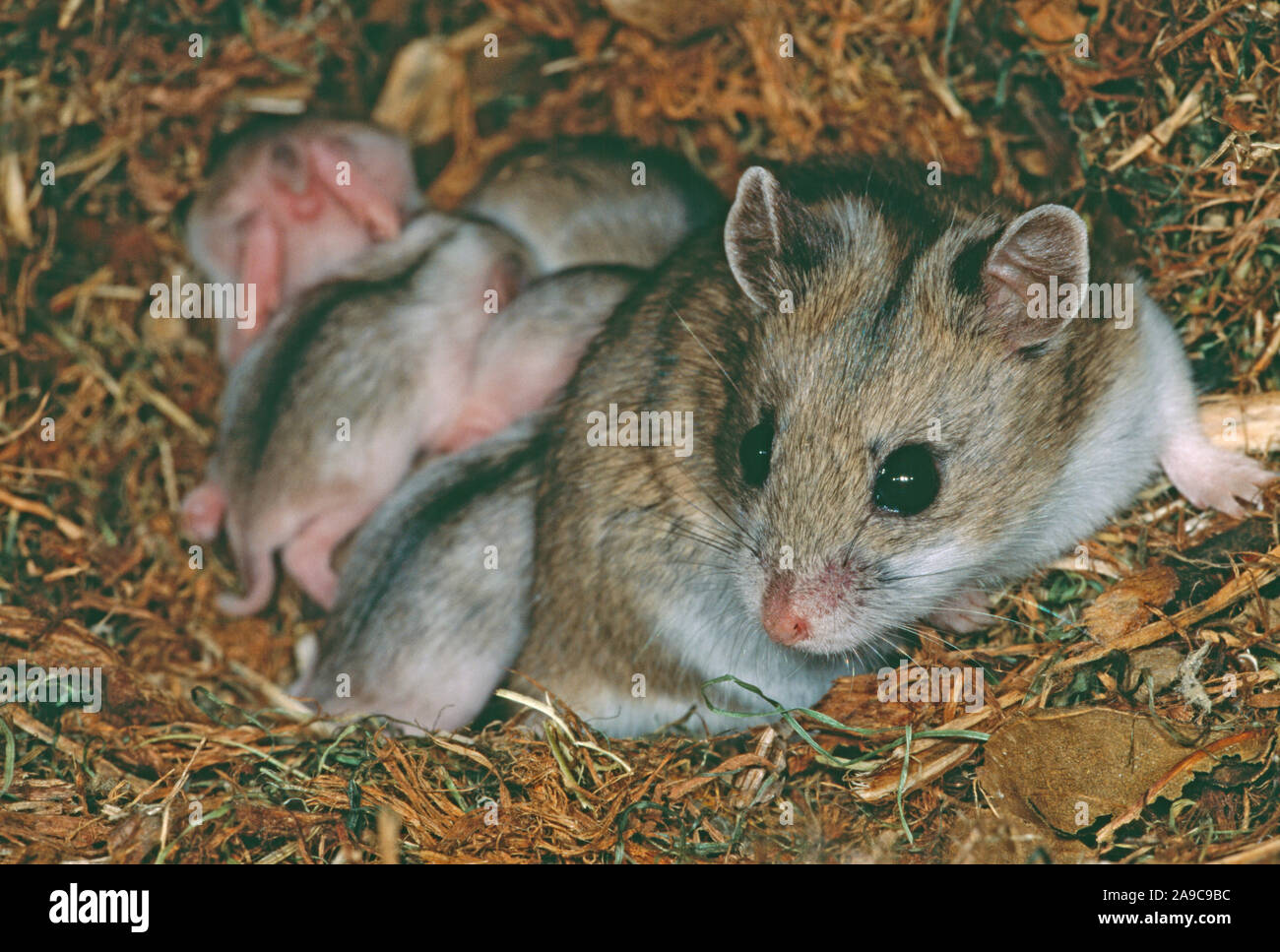 CHINESE HAMSTER femmina (Cricetulus barabensis griseus), e nido di giovani. Foto Stock