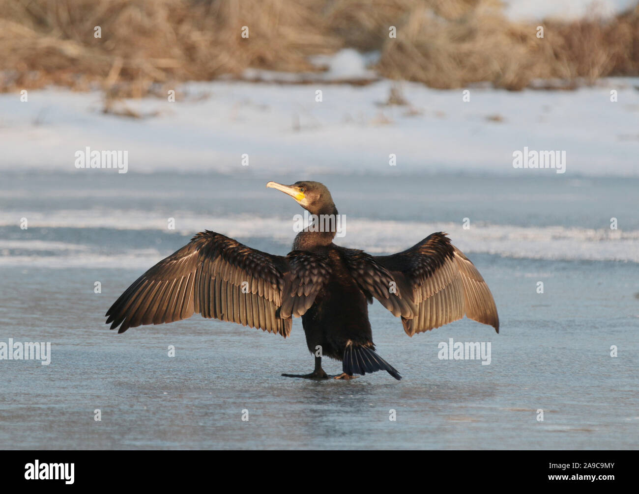 Bird,cormorano asciugando le sue ali in piedi su un lago ghiacciato Foto Stock