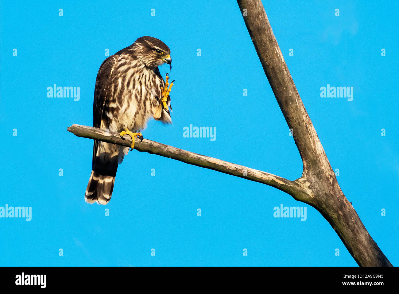 Merlin falcon ritratto stiramento durante la migrazione di caduta Foto Stock