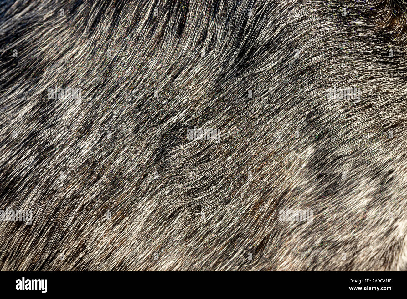 Close up grigio pelliccia di mammifero Foto Stock