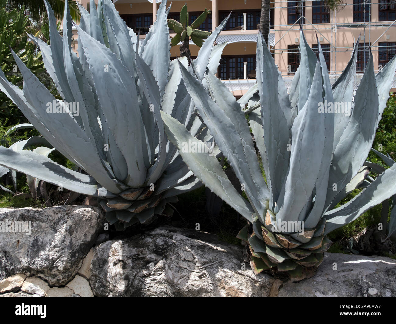 Molto grande agave cactus Foto Stock