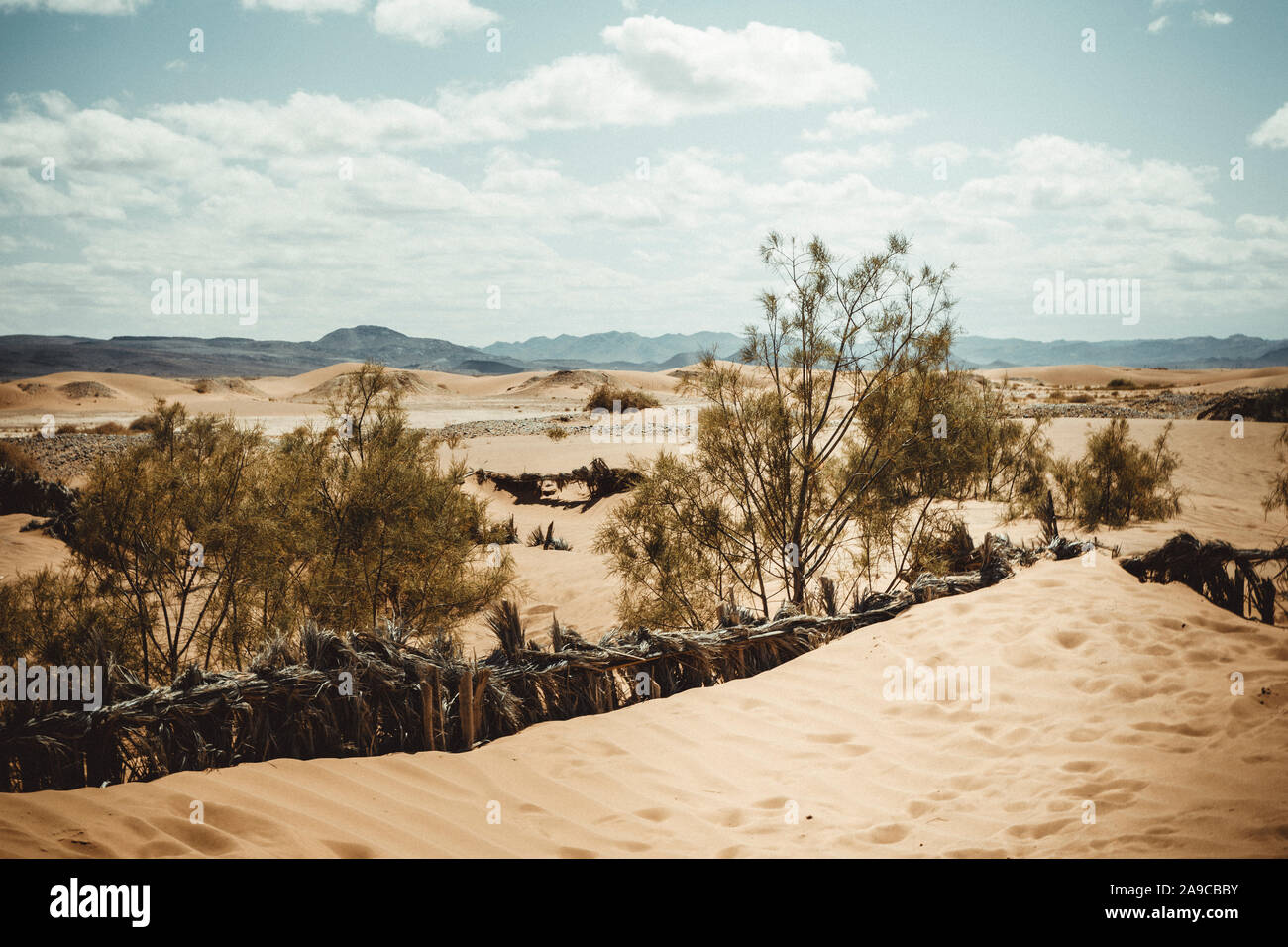 Dettagli della vegetazione nel deserto Foto Stock