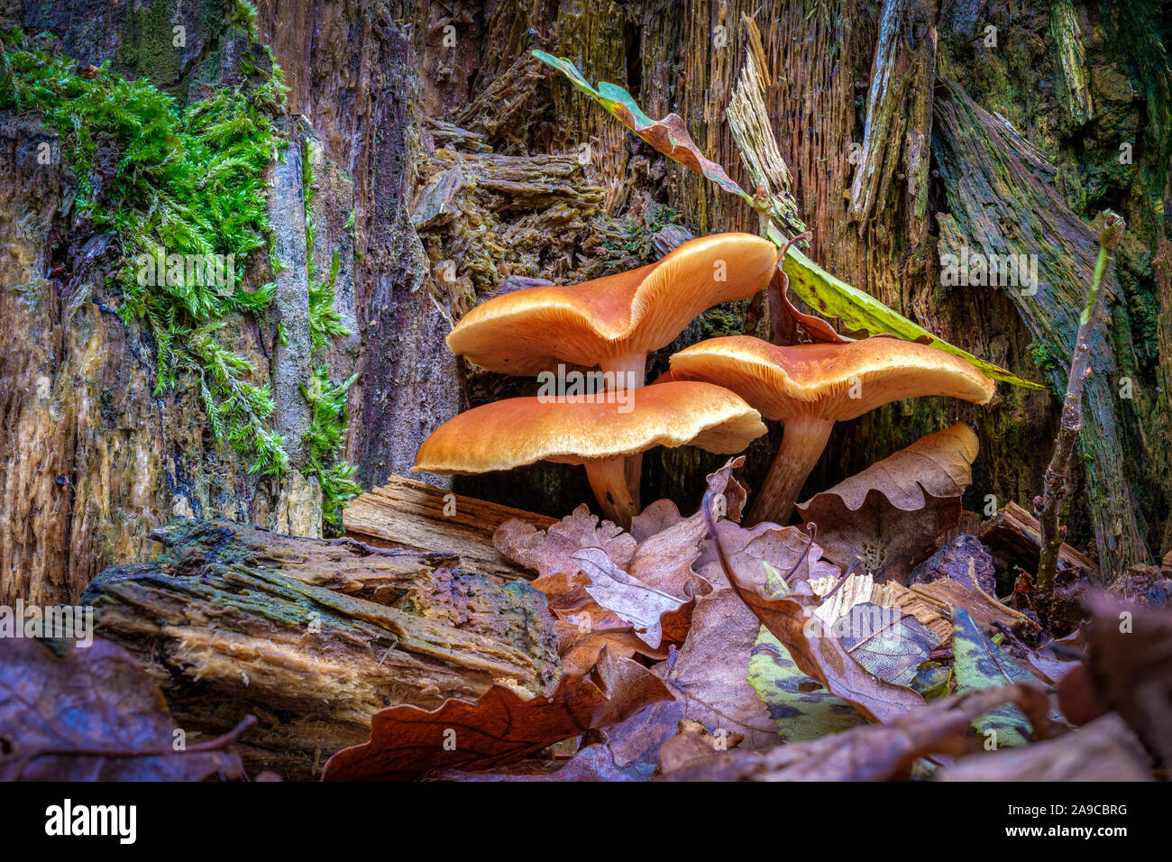 Gruppo di tre arancio-marrone di funghi di grandi dimensioni alla base di un marciume ceppo di albero Foto Stock