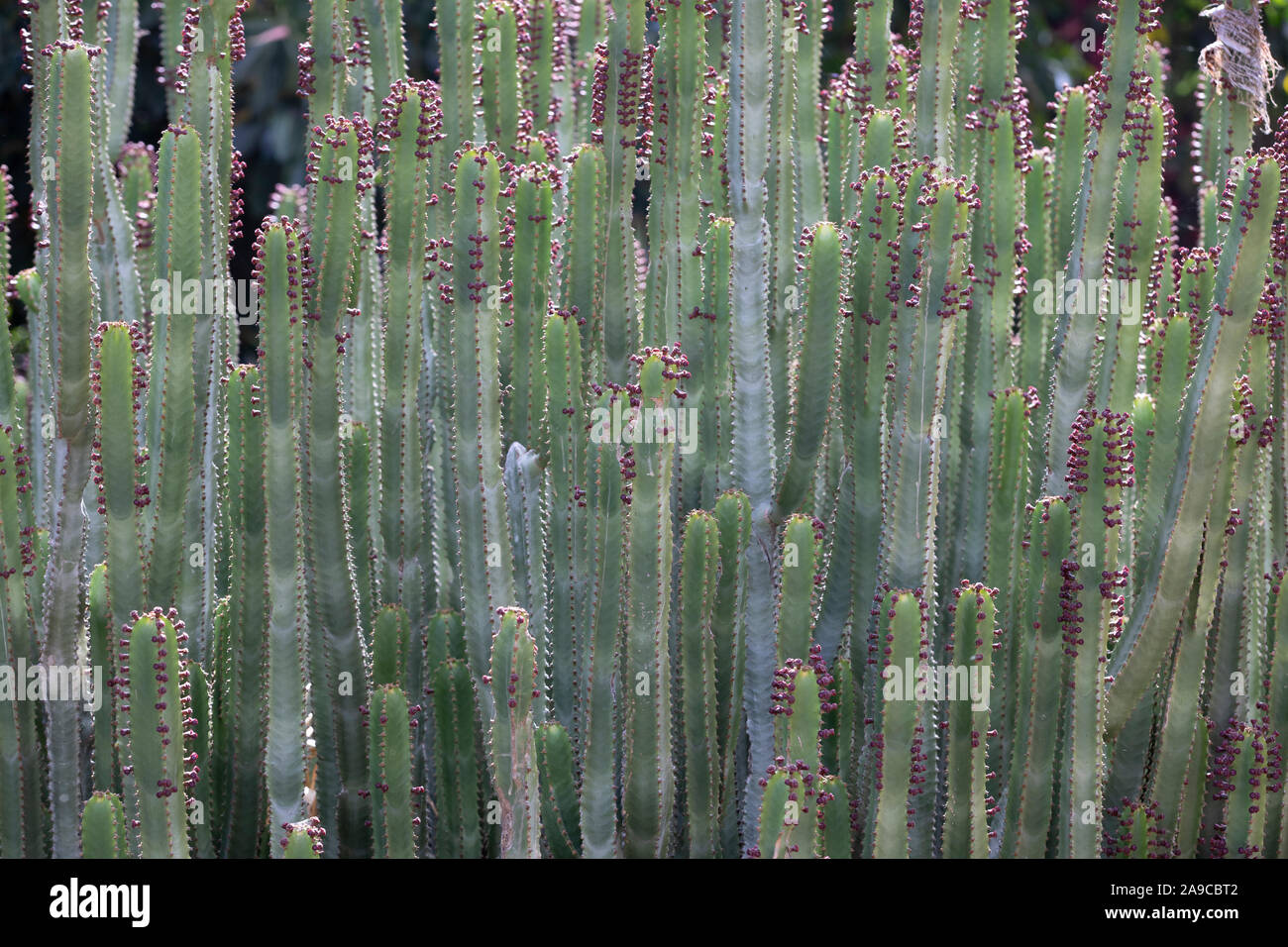 Dettaglio dei Giardini di Majorelle di Marrakech Foto Stock