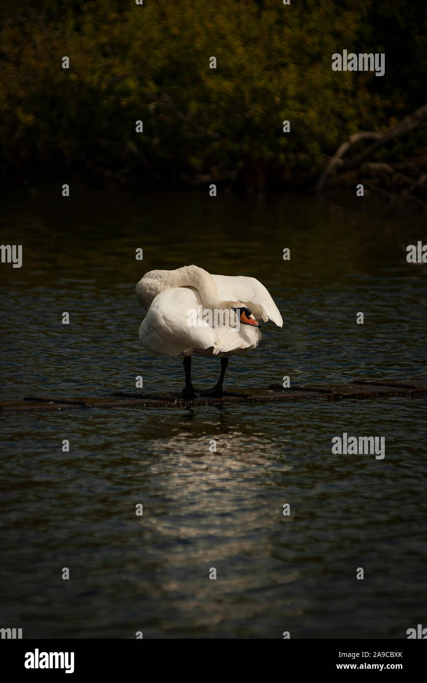 Singolo, cigno maschio, pannocchia, allerta, in piedi al centro di un lago, collo teso all'indietro sul suo corpo, guardando la telecamera, Foto Stock