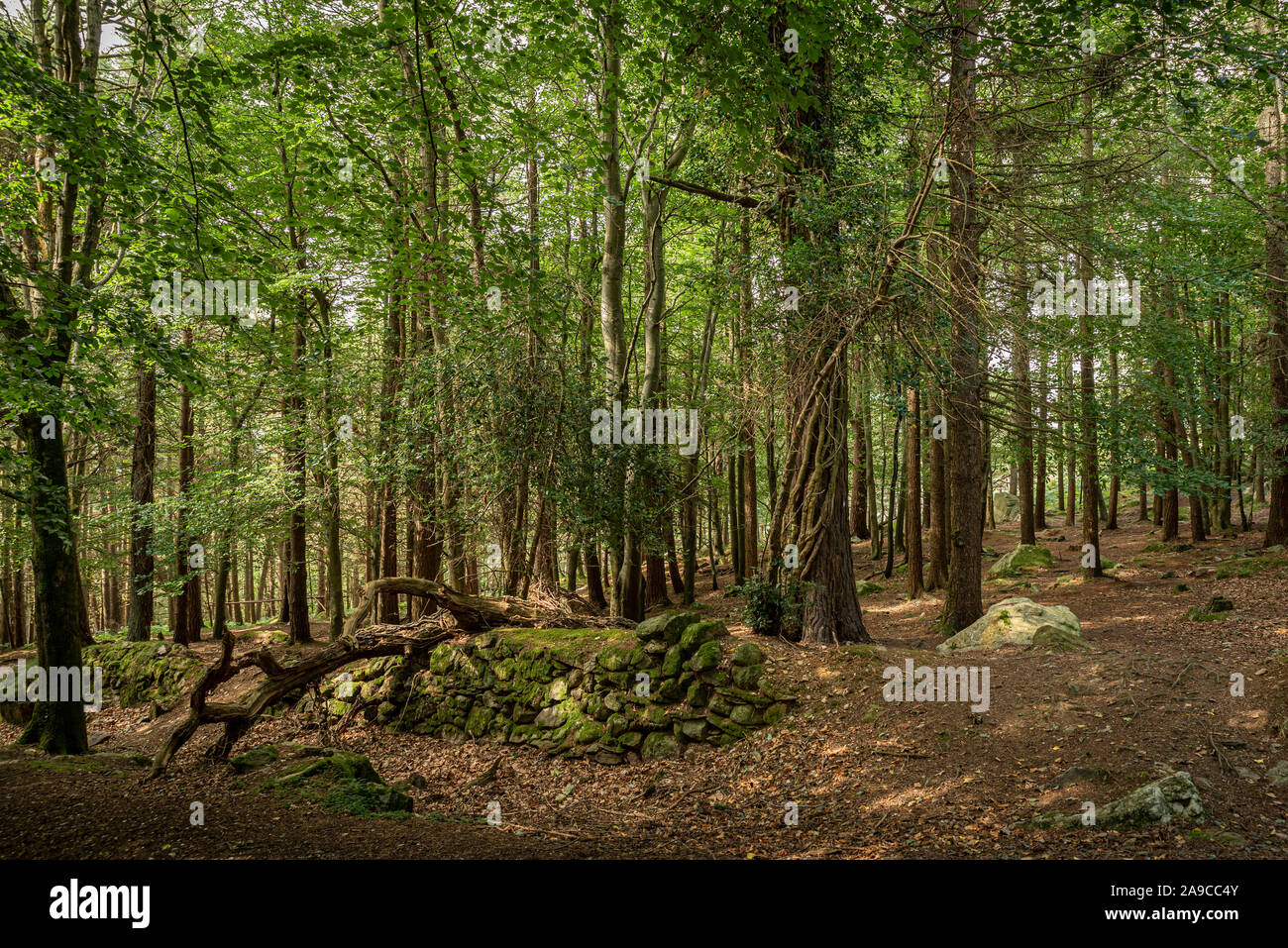 terreno boschivo naturale, muro di pietra a secco con albero caduto in cima, circondato da alberi, con luce appiccicata sul pavimento rosso, Foto Stock